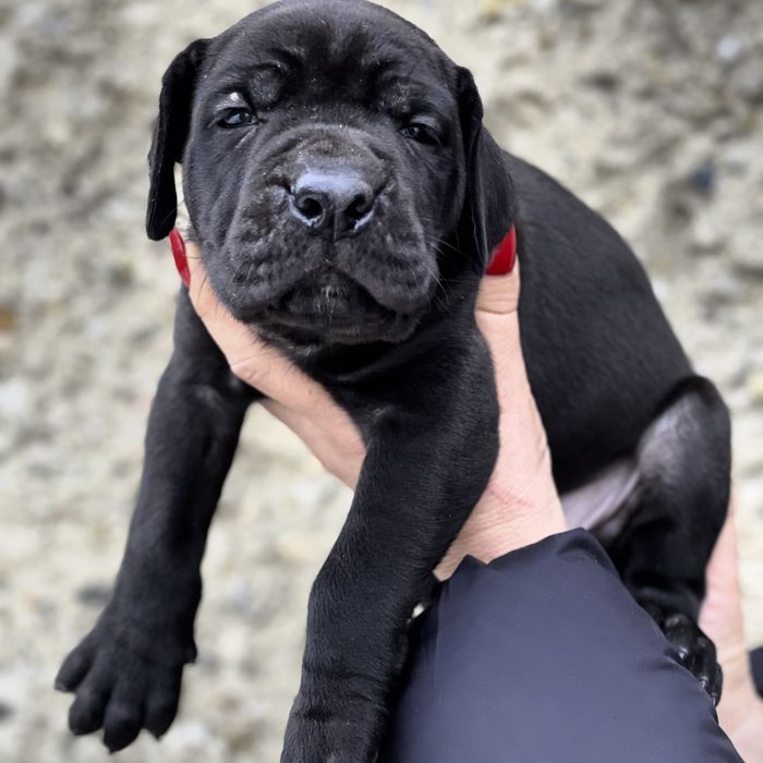 American Bandog - pies