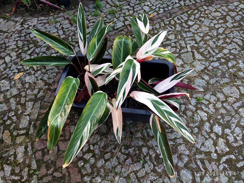 Stromanthe Triostar