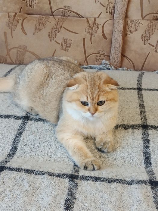 Няшний шотландський хлопчик