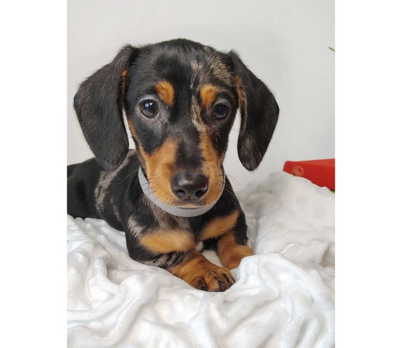 SUCZKA Jamnik krótkowłosy Merle podpalana AQUILA Kraków