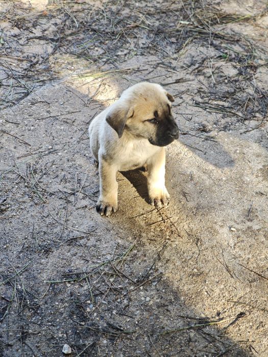 Alabai Fêmea (Pastor da Ásia Central)