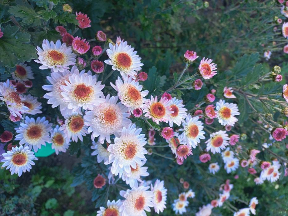 Хризантема гілячкова, мультифлора