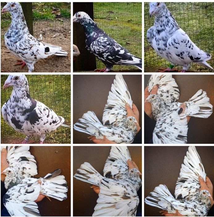 Gołębie pocztowe mlode