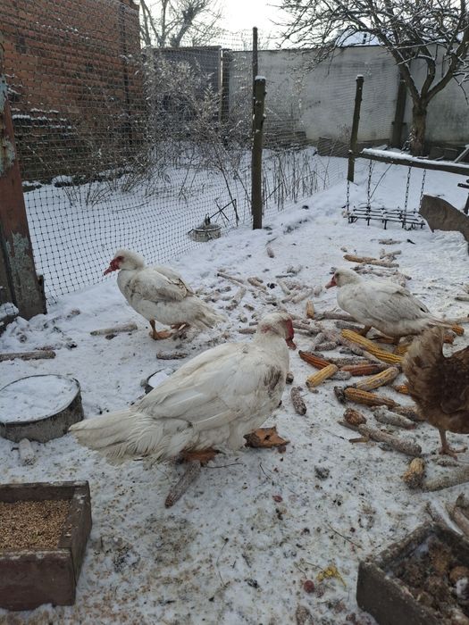 мускусні качки білі