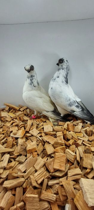 Szek, szeki. Krotkodzioby polski