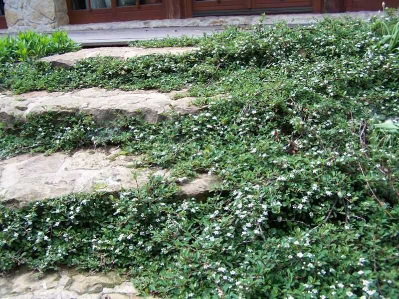 Irga Dammera Major - roslina kopana z gruntu