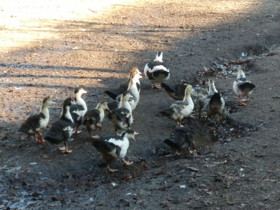 Vende-se Patos Mudos Caseiros