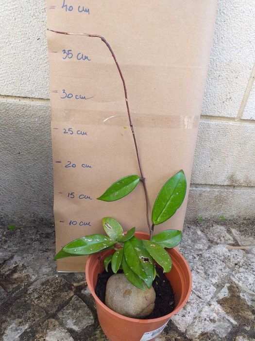 Planta Hoya carnosa flor de cera de flor cor de rosa claro