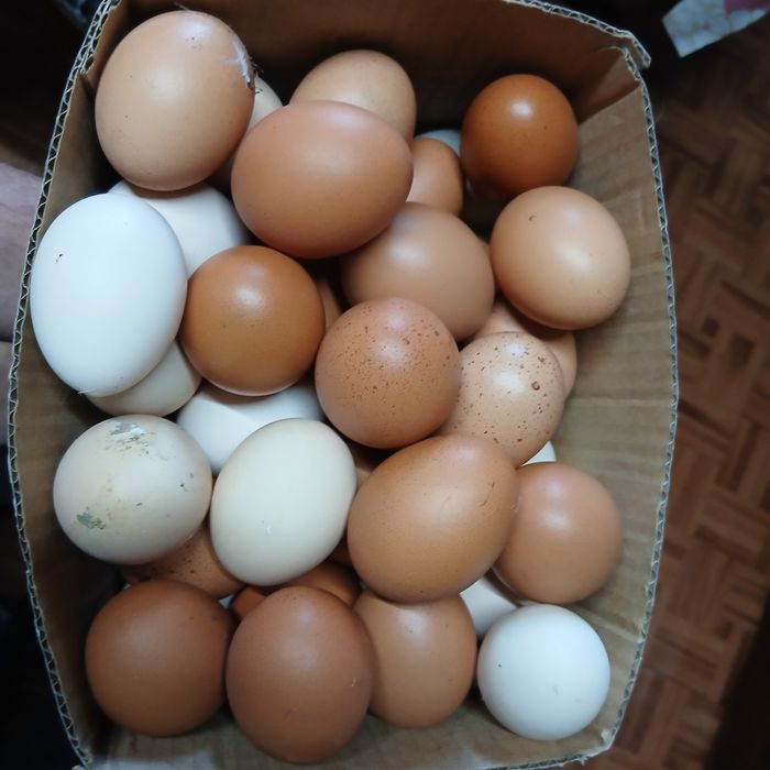 Ovos  caseiros ...