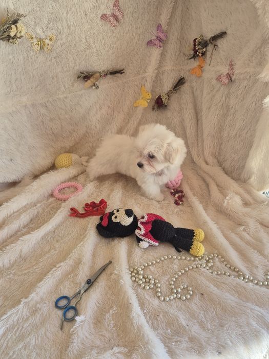 Bichon Maltês FÊMEA Criadora Registada PT3088FL