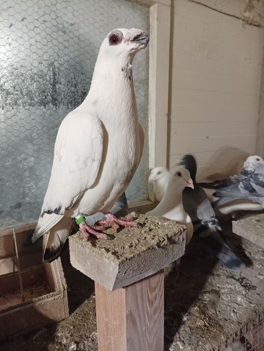 Gołębie pawiki czarne pocztowe dragony
