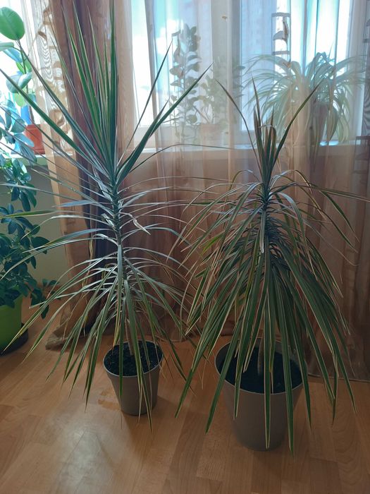 Драцена Маргината" , два деревца .