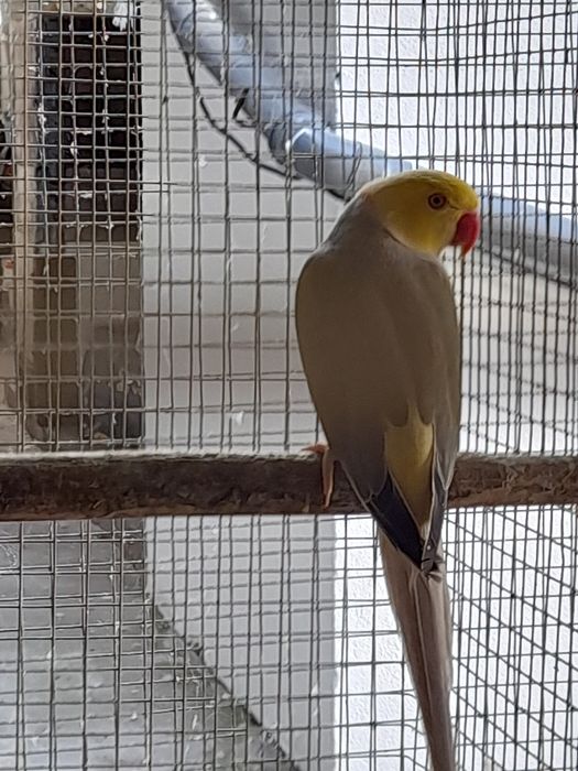 Ring Neck macho cc adulto