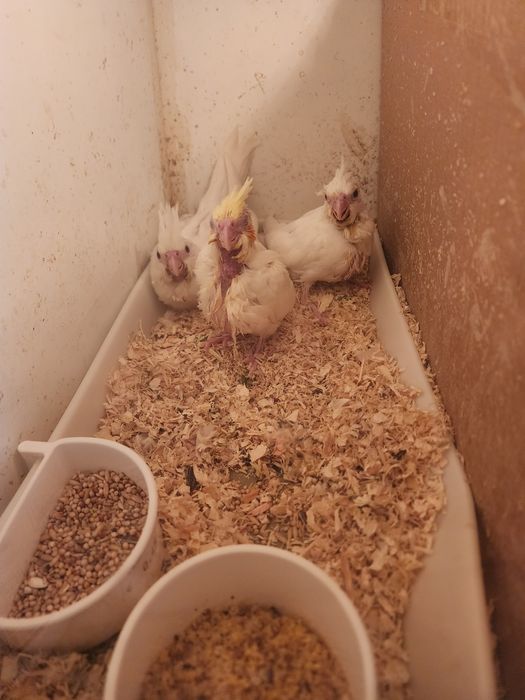 Caturras domesticadas