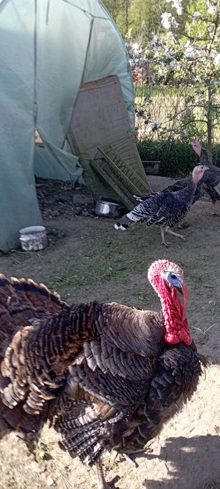 Jajka lęgowe indycze i perliczek