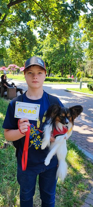 Хлопчики папійони папільйони