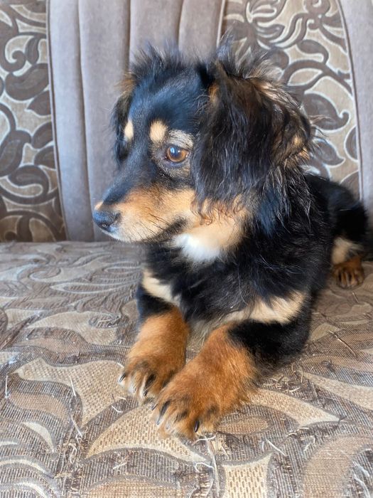 Мініатюрна дівчинка шукає родину