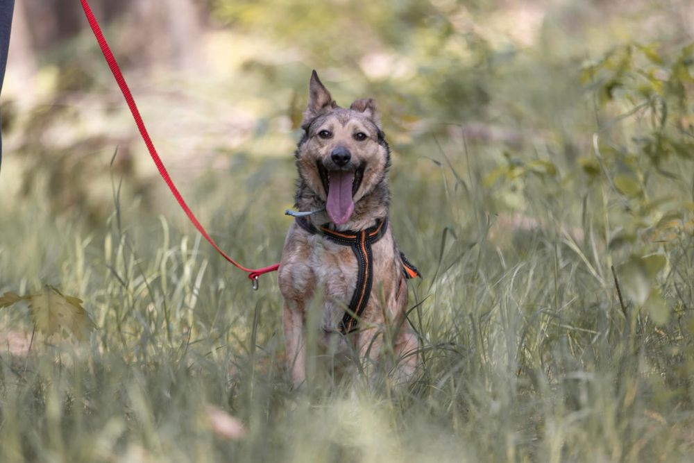 Wrażliwa sunia Gami szuka domu!