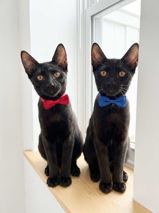 Setúbal / Margem Sul / Lisboa — Simba e Benjamim, gatinhos para adoção