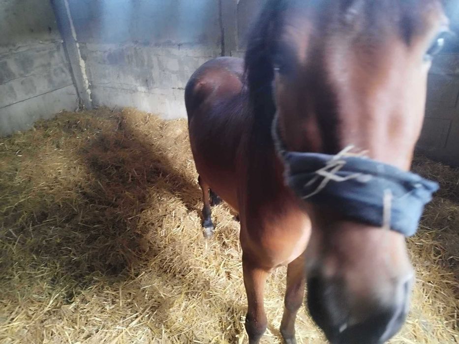 Sprzedam konia ogiera