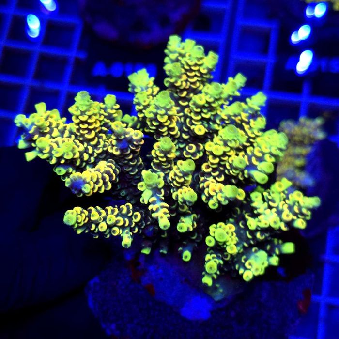 Acropora Rainbow matecznik WYSIWYG #A0181 koralowce SPS