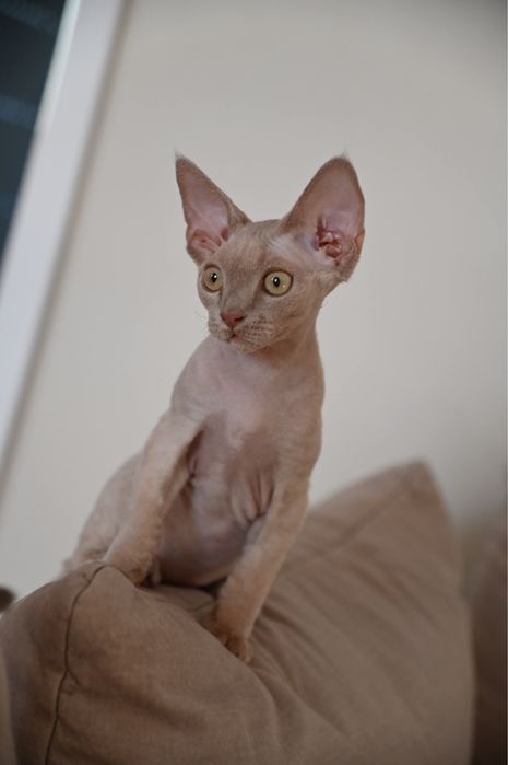 Kocurek Devon Rex