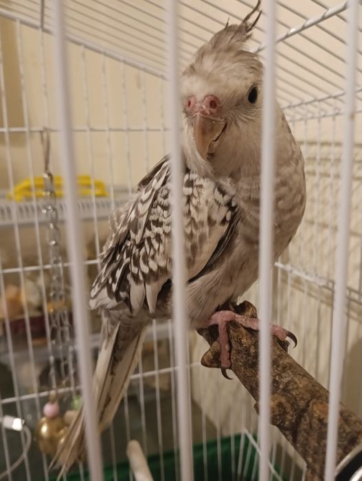 Calopsita criada á mão