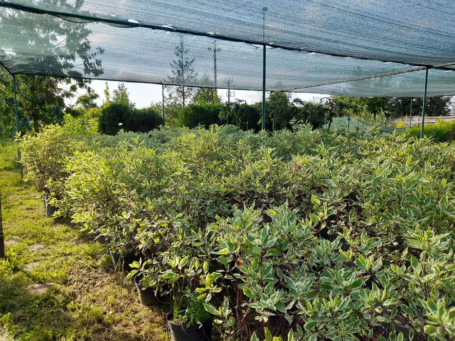 Дерен білий Elegantissima | Aurea в горщиках