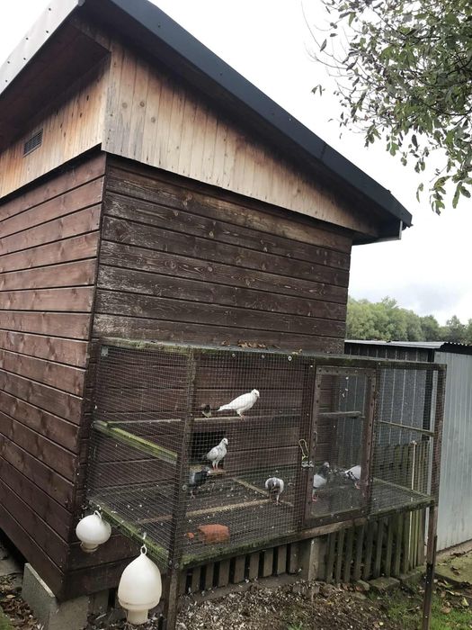 Pilnie sprzedam Gołębnik !!