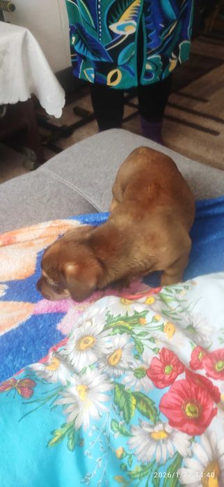 Цуценя( такси з дворнягой) віддам в добрі руки