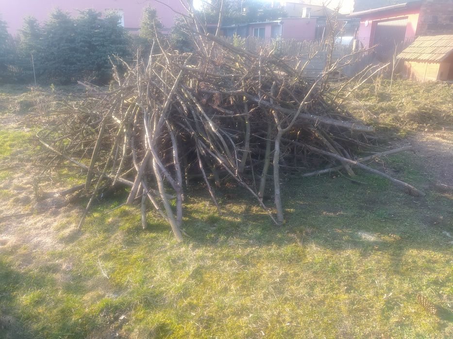 Gałęzie oddam za darmo