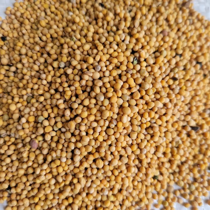 Gorczyca biała WYSYŁKA