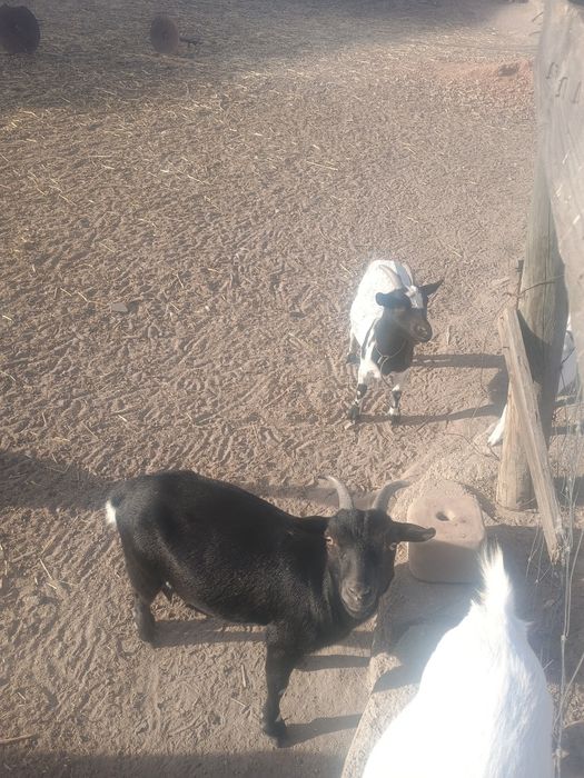 2 cabras añas fêmeas para ceder