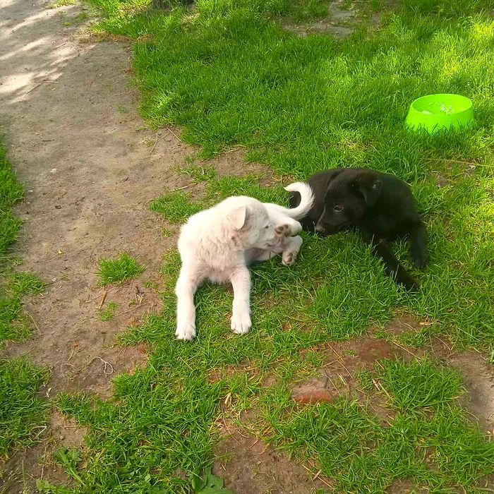 Цуцики в добрі руки