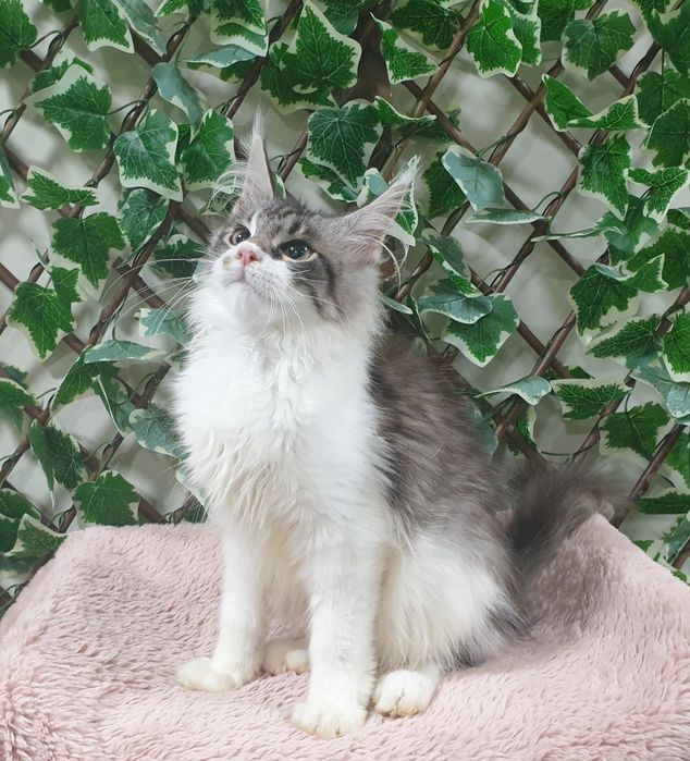 Fêmea Maine Coon com pedigree