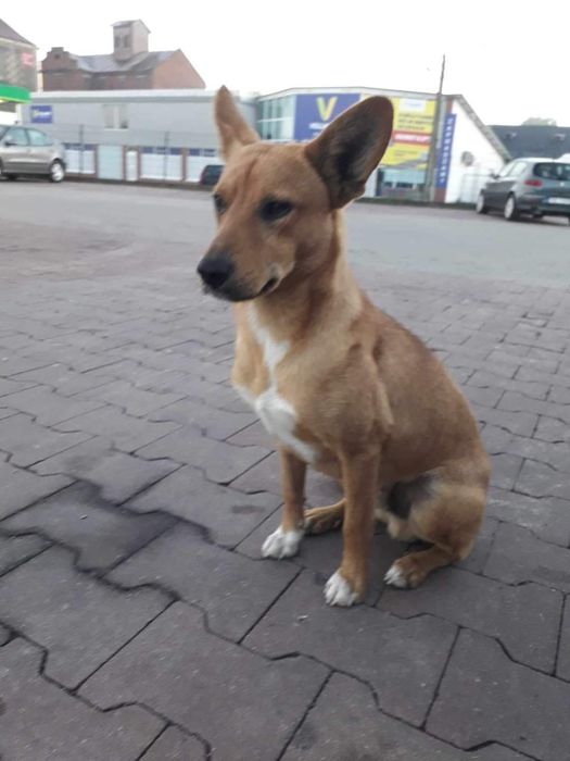 Młoda nie duża Sunieczka Hania szuka domku