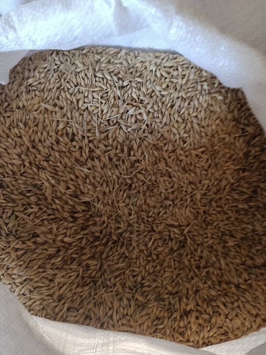 Продам ячмінь цьогорічний самовивіз ніяких безпечних оплат ніяких курі