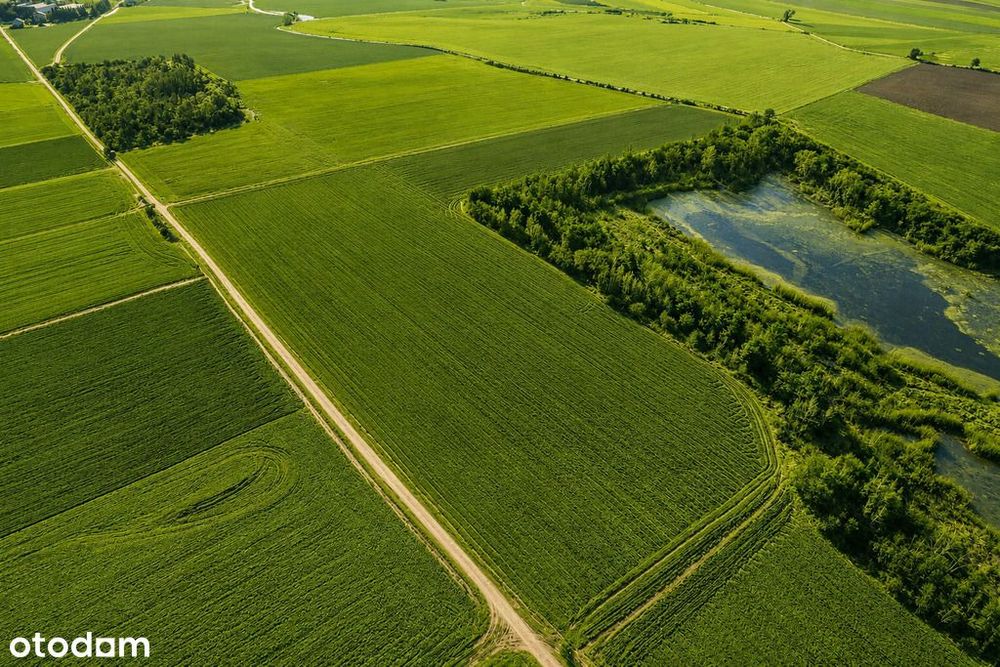 Na sprzedaż grunty rolne–Lenartowice gmina Pleszew