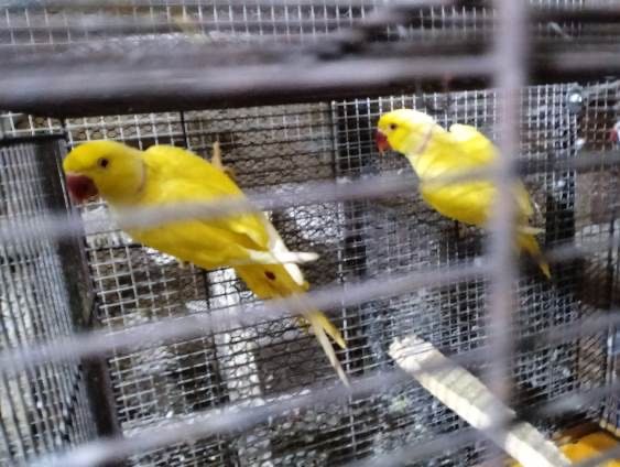 Sprzedam Aleksandretty obroźne