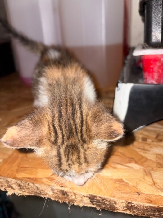 Gatos para adoção