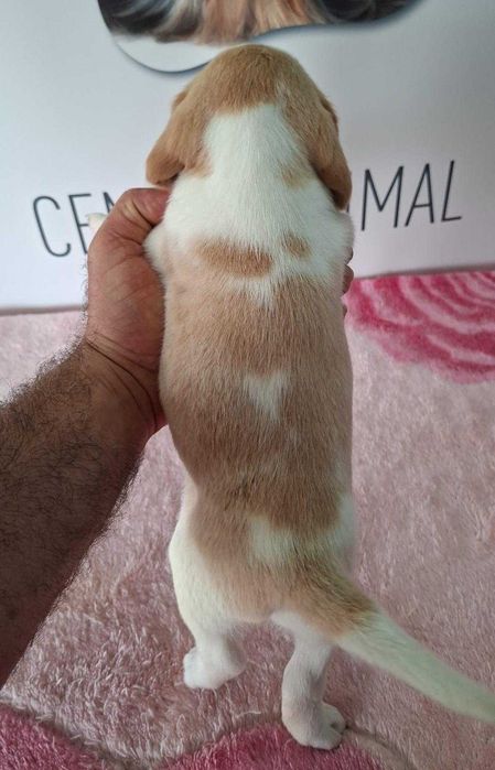 Beagle Bicolor bebé Com LOP