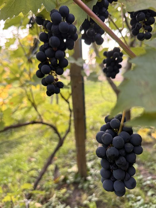 Продам будинок у смт Пантаївка, 19 соток