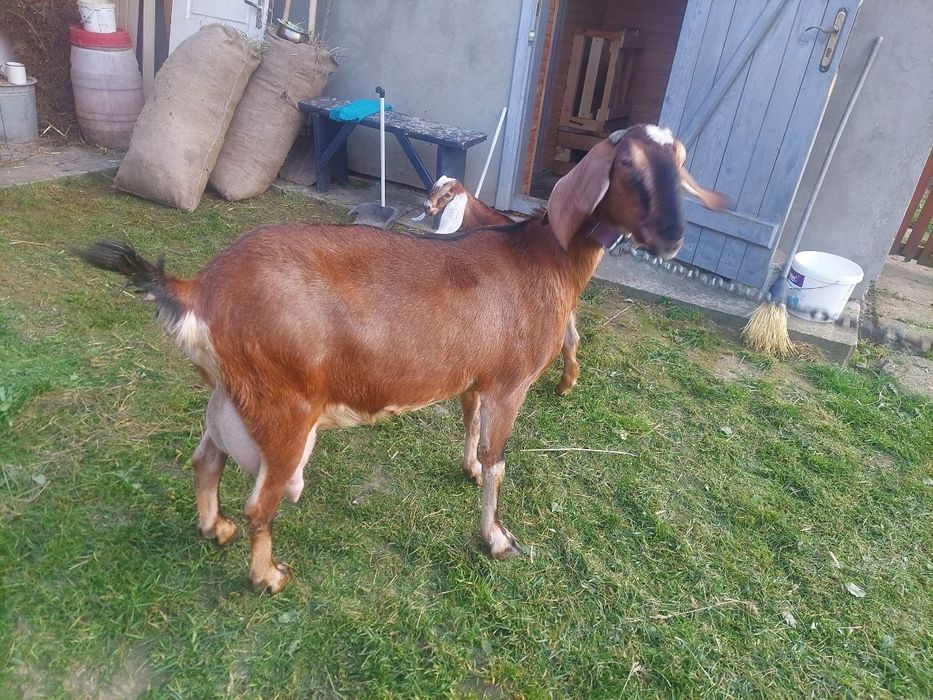 Парування кіз. 100% англо-нубійцем