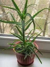 Алоэ деревовидний