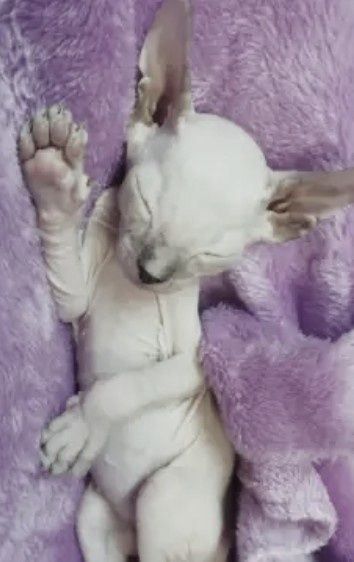 Котодетки сфинксята