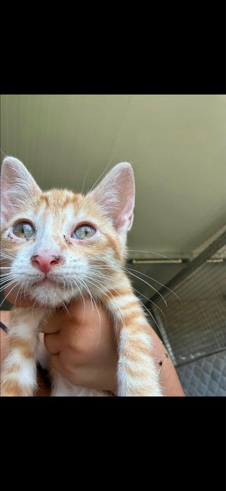 Gatinhas para adocao