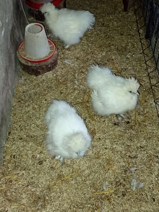 Silki jedwabiste kurczaki lub koguty