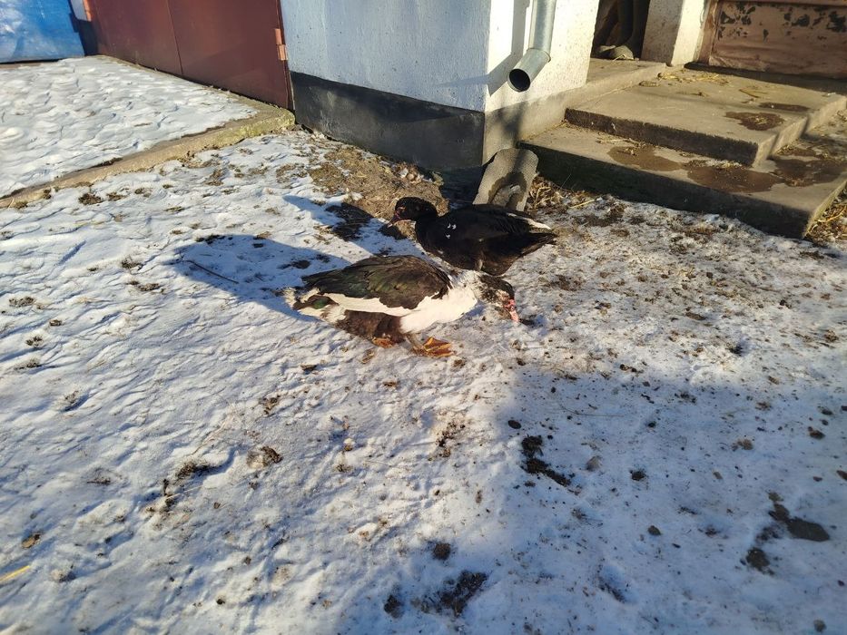 Чиста порода! Качка мускусна, індокачка, качур, розведення, на м'ясо