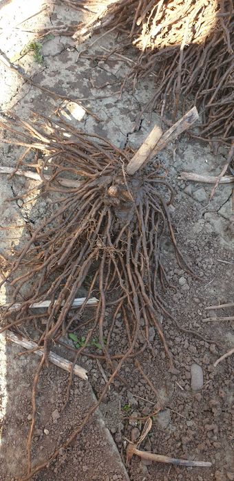 Спаржа Корінці спаржі Аспарагус