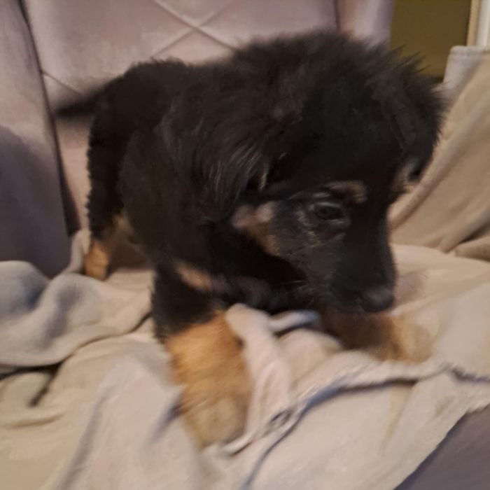 Szczeniaki szukają domków